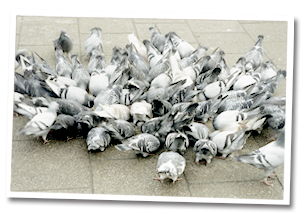 A plague of Pigeons