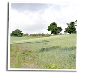 Crop damage caused by large rabbit population